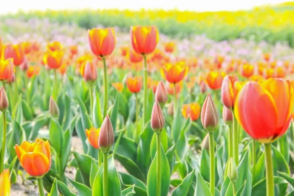 片花海位於高郵湖郊野公園2000多畝油菜花競相綻放與高郵湖的湖灘溼地