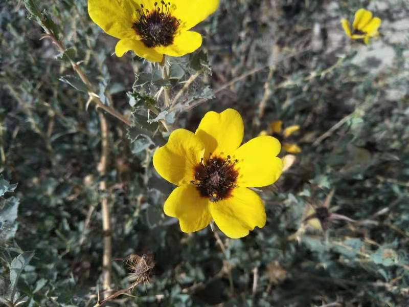 月季|似牡丹似芍药似菊花，这个系列的月季太特别了吧！