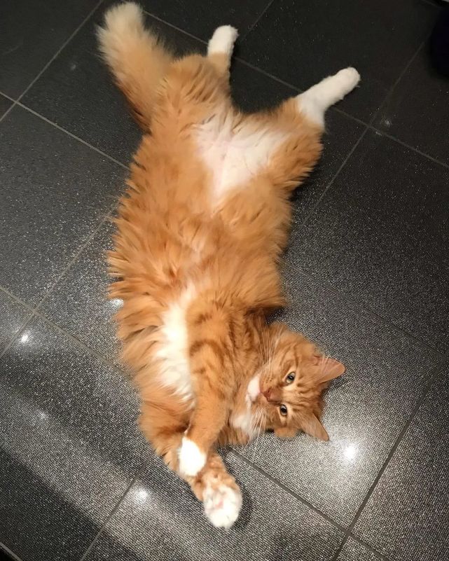 随着primus一天天长大,它的尾巴也越来越漂亮.