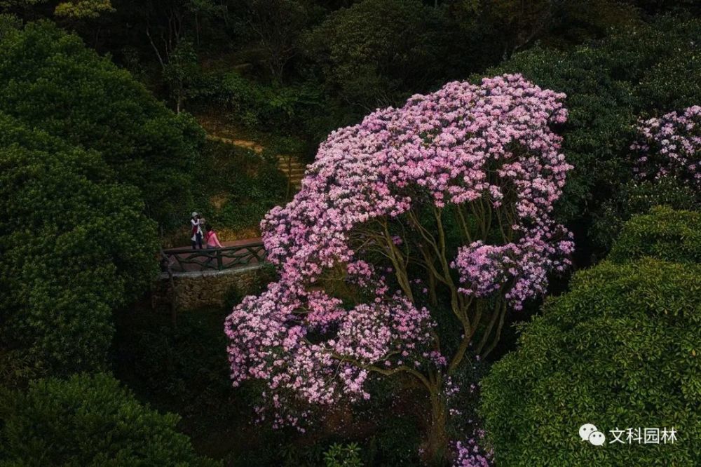 錯過再等一年梧桐山杜鵑花海等你來打卡