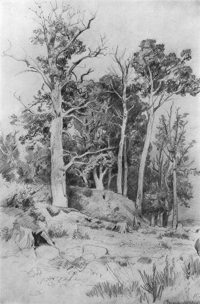 俄罗斯大师,希施金素描作品一