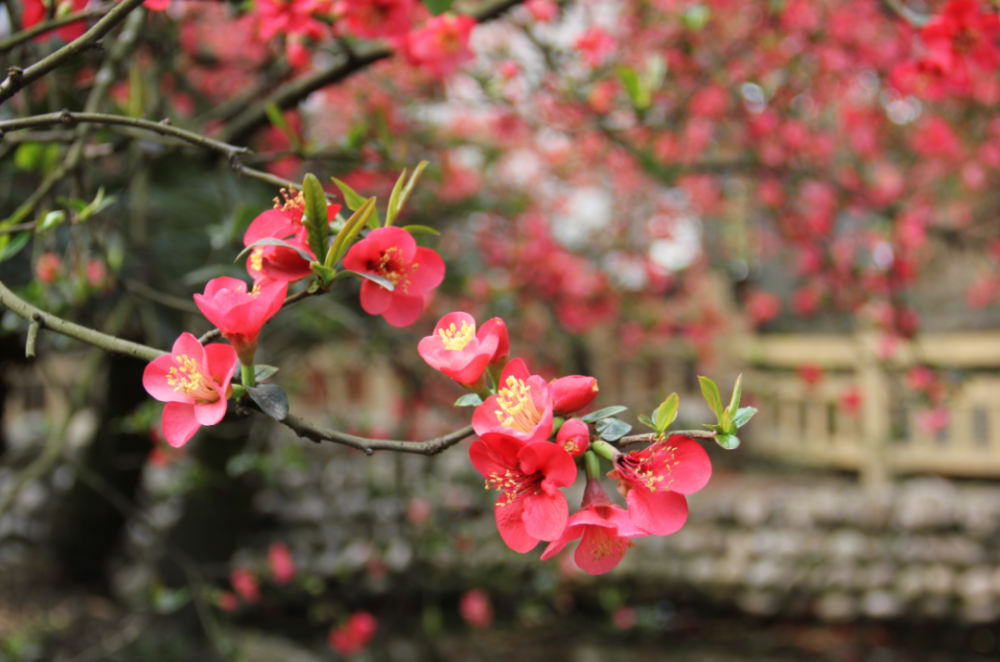 农科村花卉图片