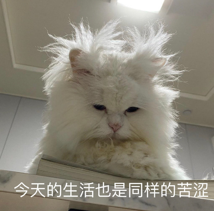 又惨又好笑的沙雕朋友圈文案