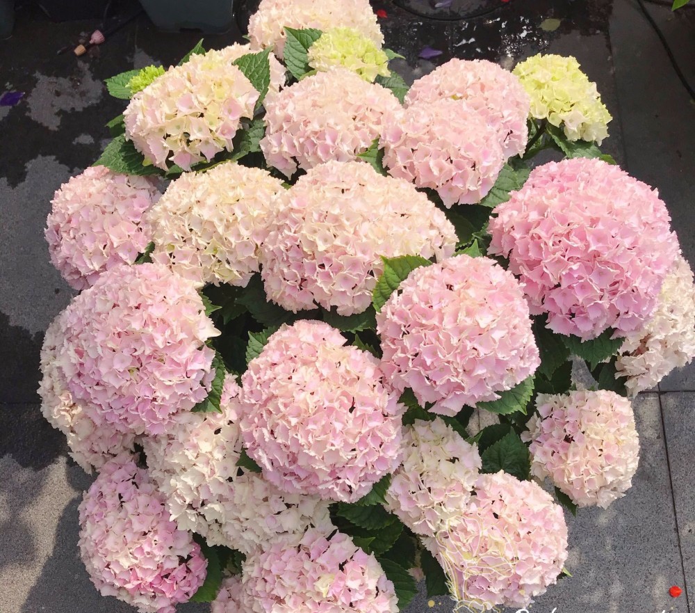 魔幻海洋—阳台也能养的绣球花,植株矮小,超大花球,花期超三季_腾讯