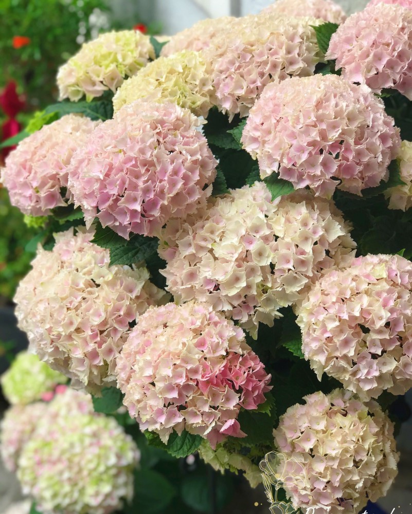 魔幻海洋—阳台也能养的绣球花,植株矮小,超大花球,花期超三季_腾讯