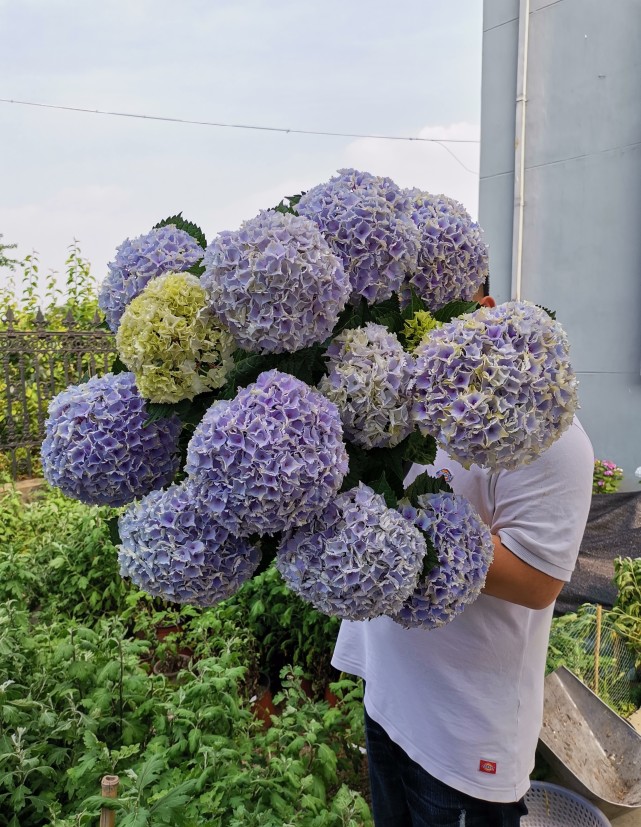 魔幻海洋阳台也能养的绣球花植株矮小超大花球花期超三季