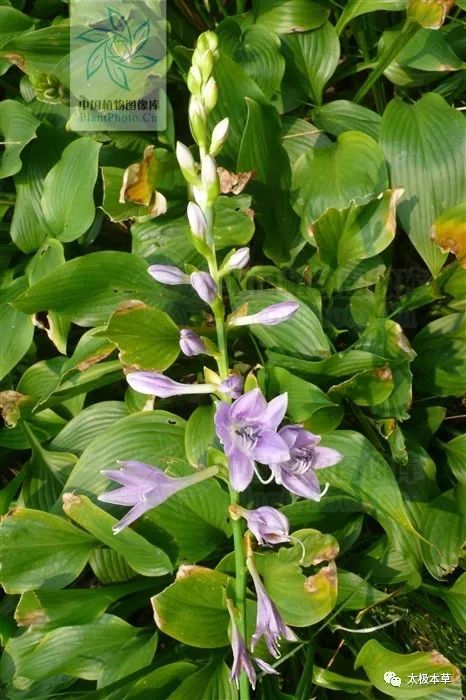 紫玉簪见过吗能治咽喉肿痛