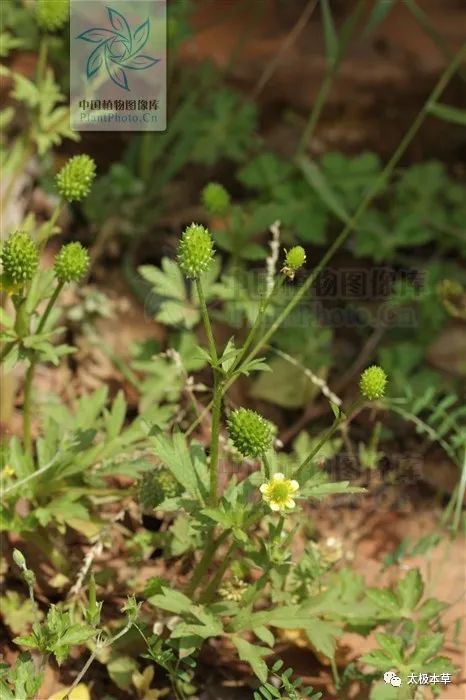 毛茛与水杨梅的区别