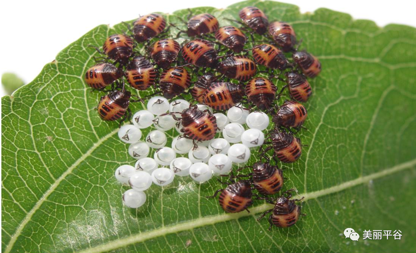 影像平谷:果树茶翅蝽的发生特点及防治_腾讯新闻