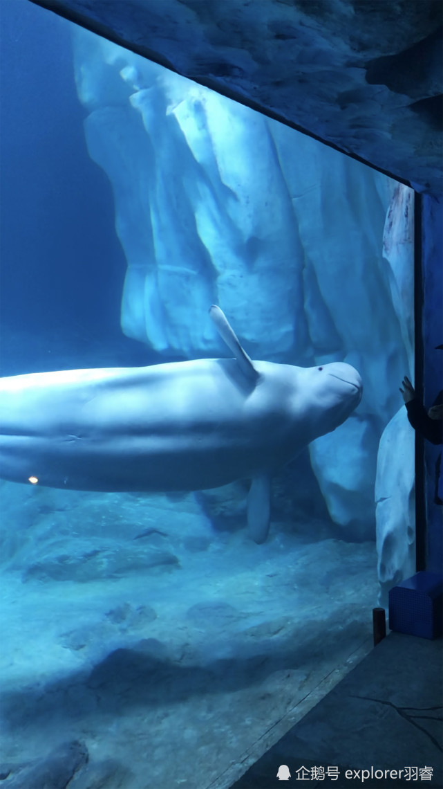 珠海长隆海洋王国海洋生物种类丰富白鲸北极熊鲸鲨齐登场