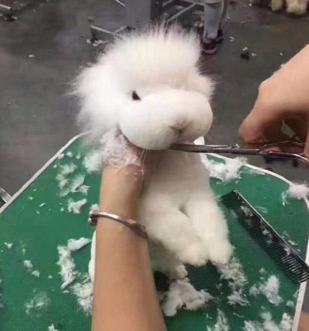 女子带兔子去修毛剪到一半觉得哪里不对风格跑偏了吧