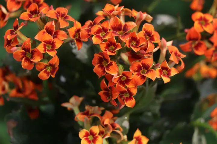 迪安橙长寿花花开橙边红心四片花瓣花朵密集