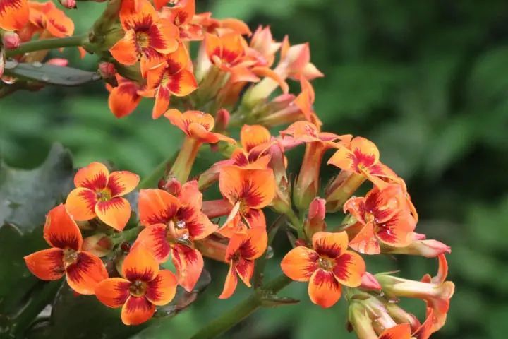 迪安橙长寿花花开橙边红心四片花瓣花朵密集