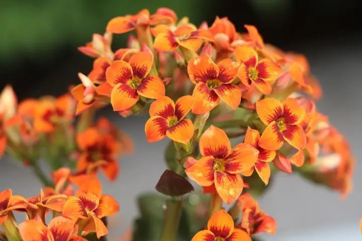 迪安橙长寿花花开橙边红心四片花瓣花朵密集