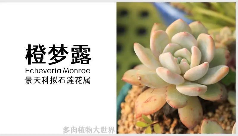 橙梦露 景天科拟石莲花属多肉植物 果冻橙红色 网红多肉 腾讯新闻