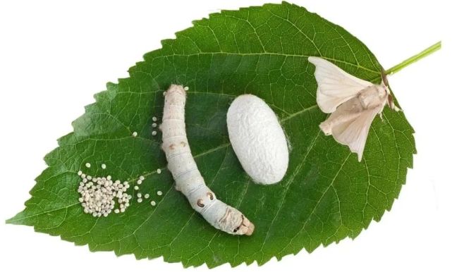 蚕宝宝有洁癖桑叶要新鲜卫生喂养它一定要牢记这几点