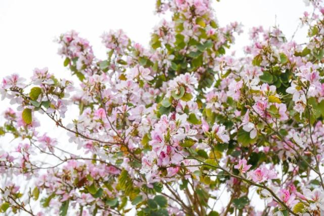 樱花般热情似火 宫粉羊蹄甲花开时叶稀疏 满树花儿交错开放 姹紫嫣红