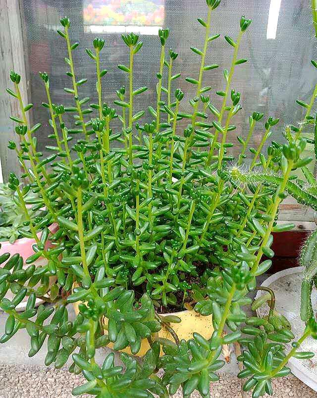 多肉徒长了怎么办 除了直接砍头外 还可以变成小老桩 腾讯新闻