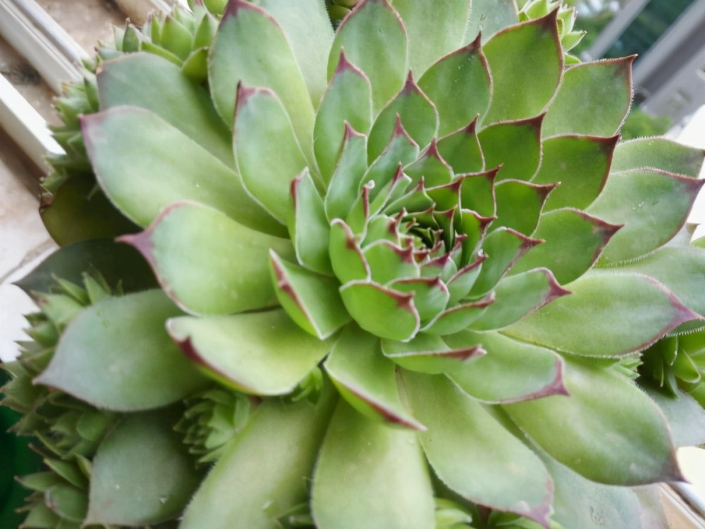 多肉徒长了怎么办 除了直接砍头外 还可以变成小老桩 腾讯新闻