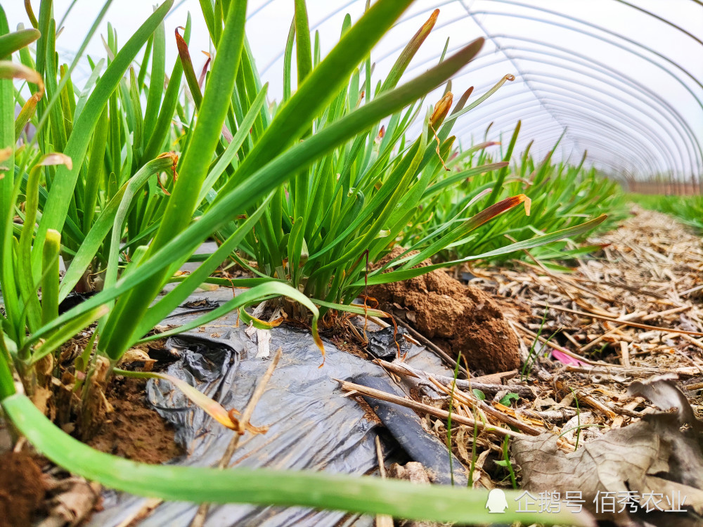 韭菜|农民种植韭菜，消费者吃起来很小心，“毒韭菜”的帽子为啥难摘掉