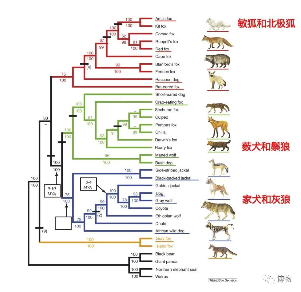 科学家|狗到底是不是由狼驯而化来的？科学家至今没搞懂……