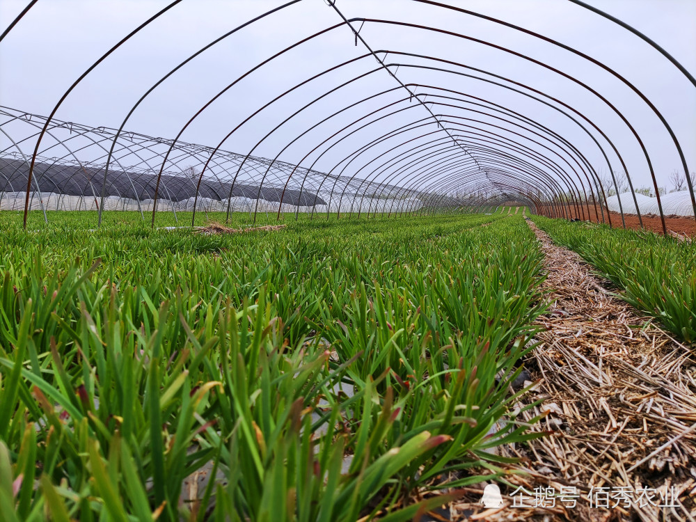 韭菜|农民种植韭菜，消费者吃起来很小心，“毒韭菜”的帽子为啥难摘掉