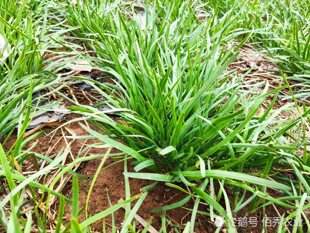 韭菜|农民种植韭菜，消费者吃起来很小心，“毒韭菜”的帽子为啥难摘掉