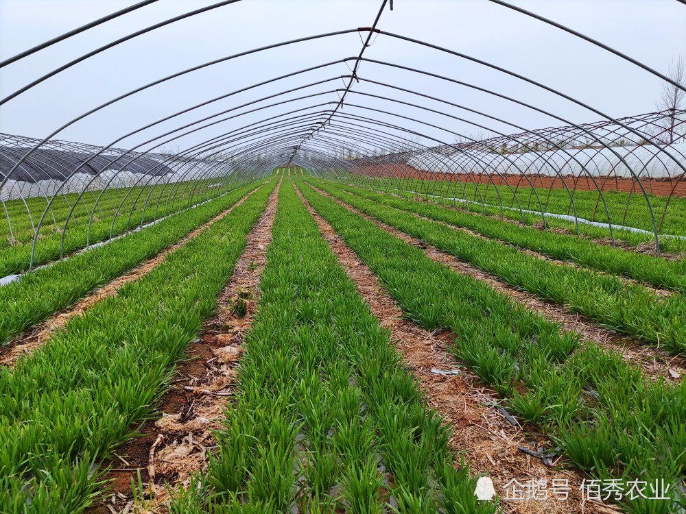 韭菜|农民种植韭菜，消费者吃起来很小心，“毒韭菜”的帽子为啥难摘掉