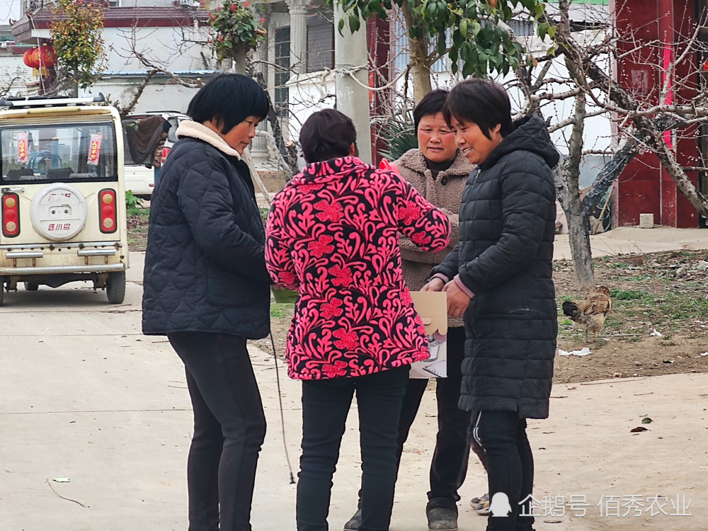 韭菜|农民种植韭菜，消费者吃起来很小心，“毒韭菜”的帽子为啥难摘掉