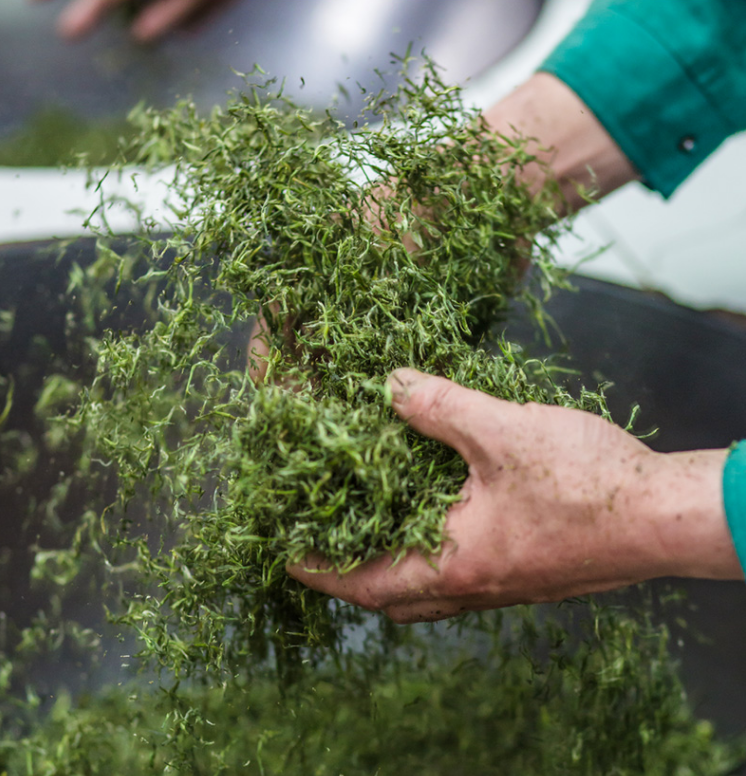 春茶明前茶雨前茶怎么区分