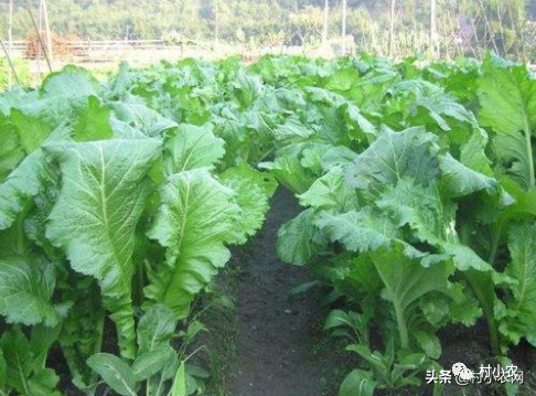 7到10月可以種芥菜了趕緊看看芥菜的11種植步驟學會了馬上用