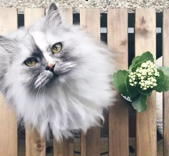 全球29只最贵最好看的猫咪看完心情好上一整天