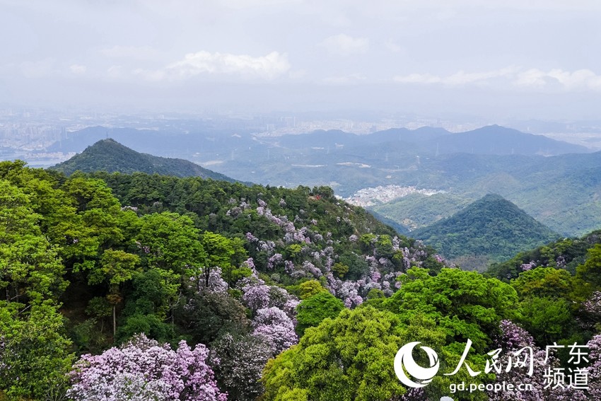 深圳梧桐山10万株毛棉杜鹃迎风盛放