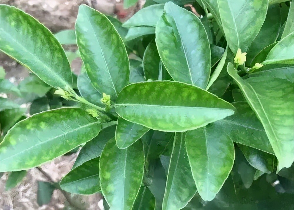 补钙|花期补硼，见果补钙，黄叶要补锌和镁，柑橘保花保果都不能缺