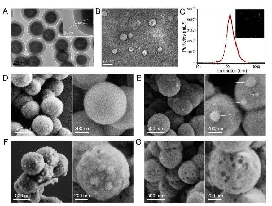 南京大学利用表面印迹法开发一种细胞外囊泡快速分离