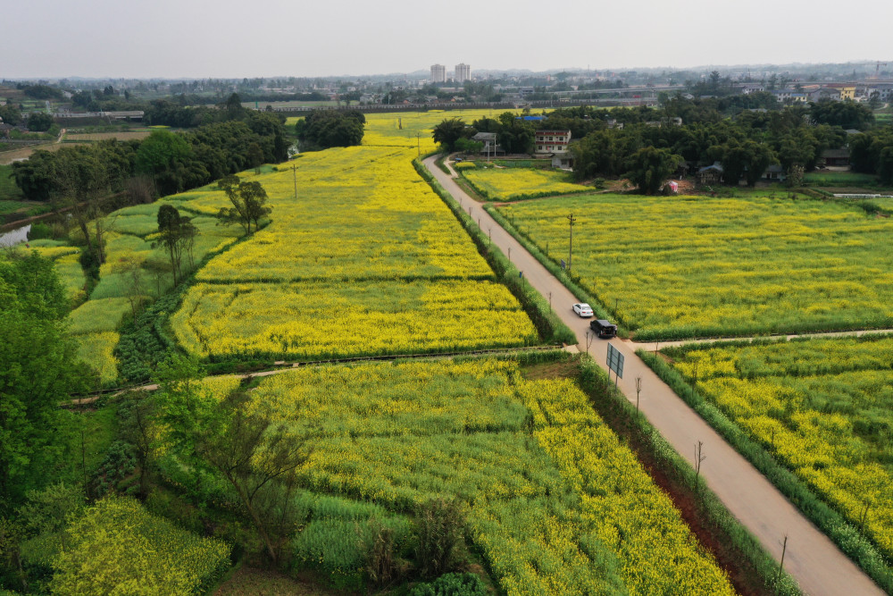 临近春分,重庆市大足区三驱镇铁桥村一带春意盎然,呈现出一幅生机勃勃