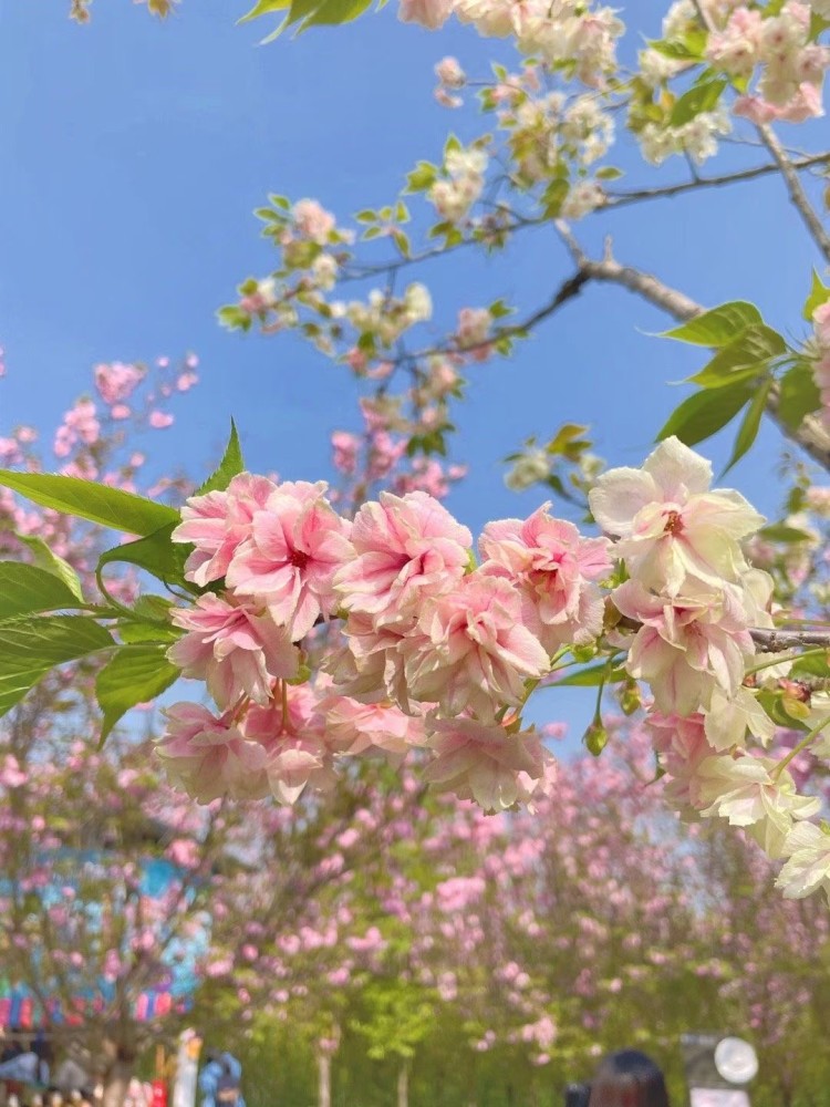 竹篙樱花谷风景区图片