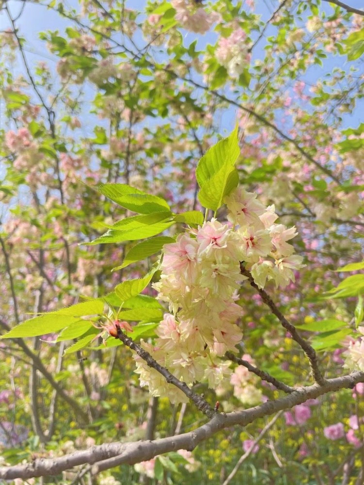 金堂竹篙:阳春三月赏花季,数千亩樱花正绚烂绽放中
