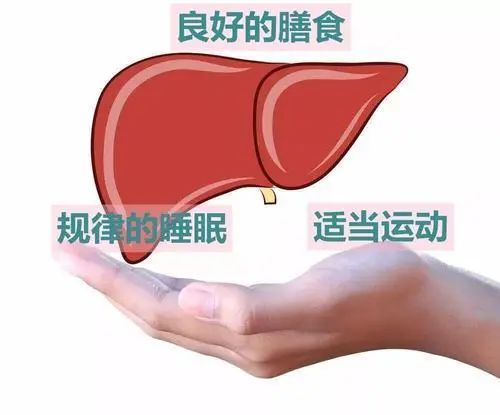 肝病食补的食物有哪些_什么食物补肝_肝的食补