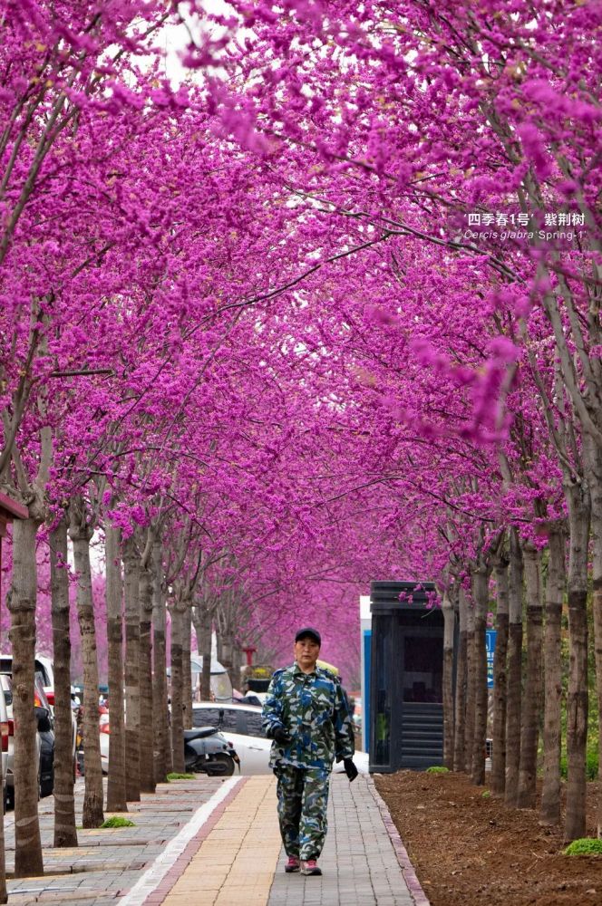 汝州紫荆花观赏第一路,荆花绽放,紫耀全城!