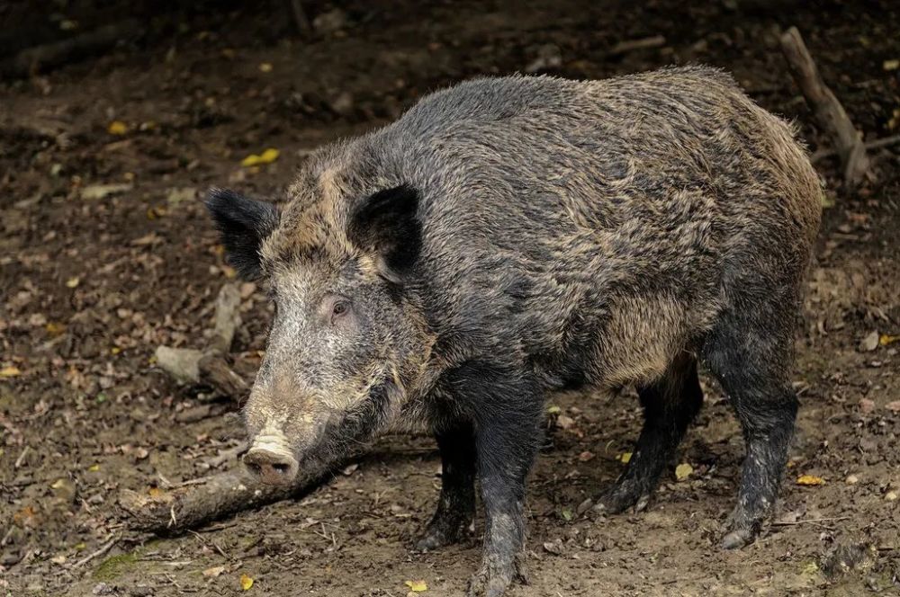 野猪在美国泛滥成灾,人猪大战美国人大败