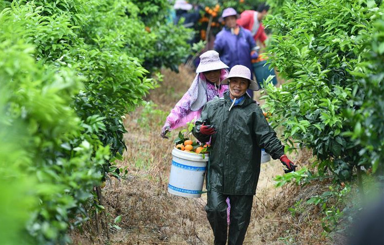 沃柑|“泡药沃柑”引争议 你真的了解沃柑保鲜吗？