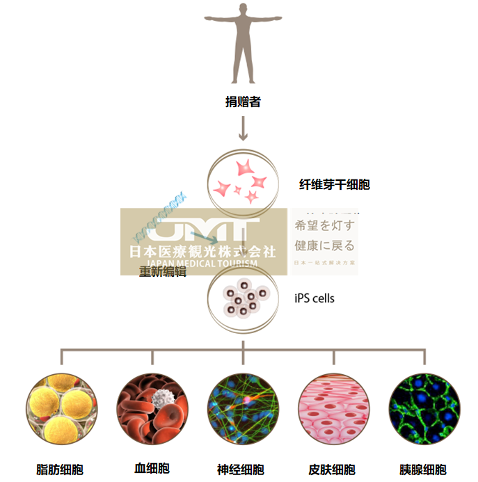 Jmt日本干细胞 与衰老战斗的细胞 纤维芽干细胞能让时光倒流 腾讯新闻