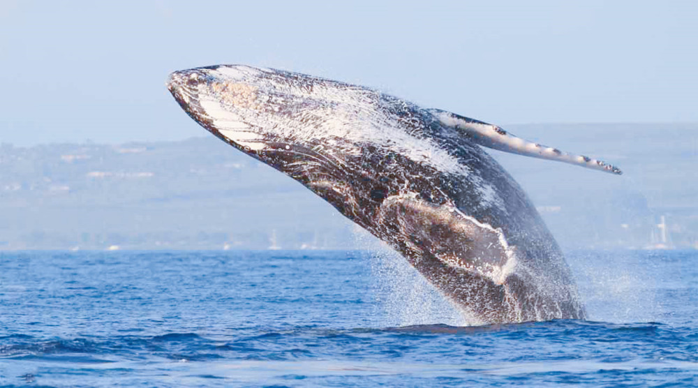 失去尾巴的长须鲸饿成了纸片鲸人类要反思了