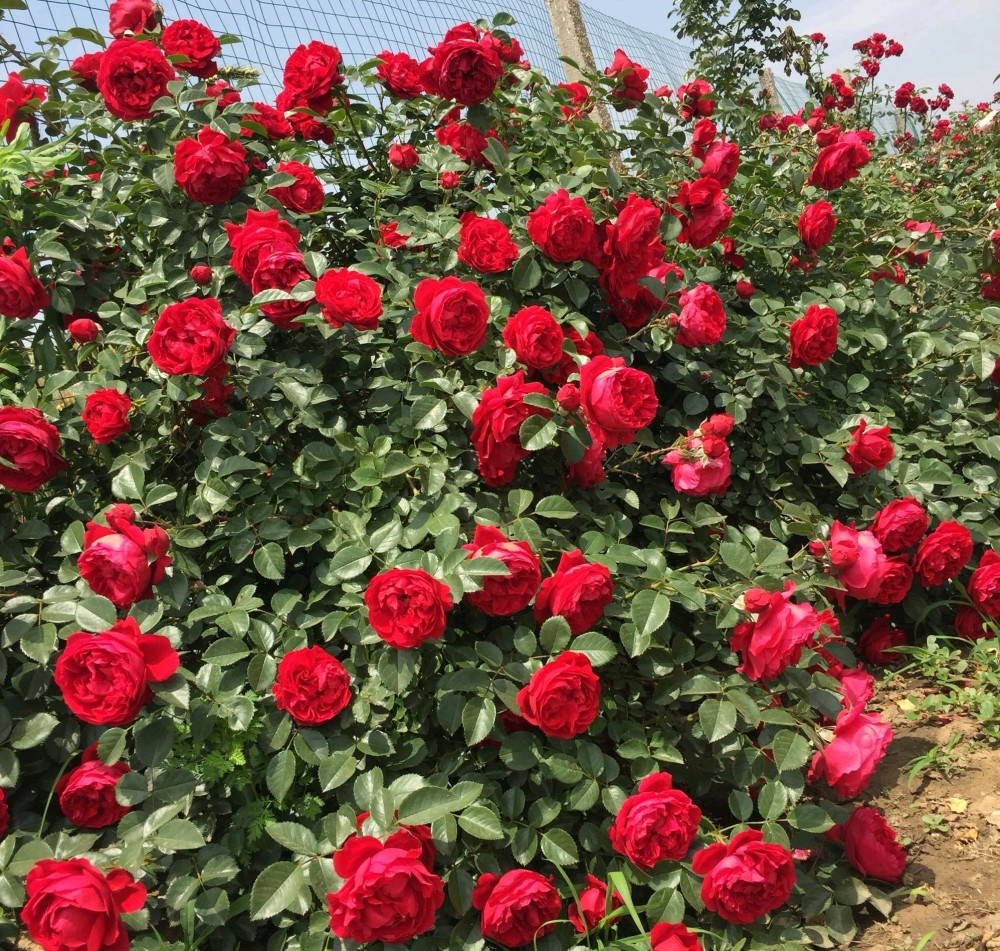 李子柒同款月季花墙—佛罗伦萨,长势超快,花量丰沛,三季开不停_腾讯