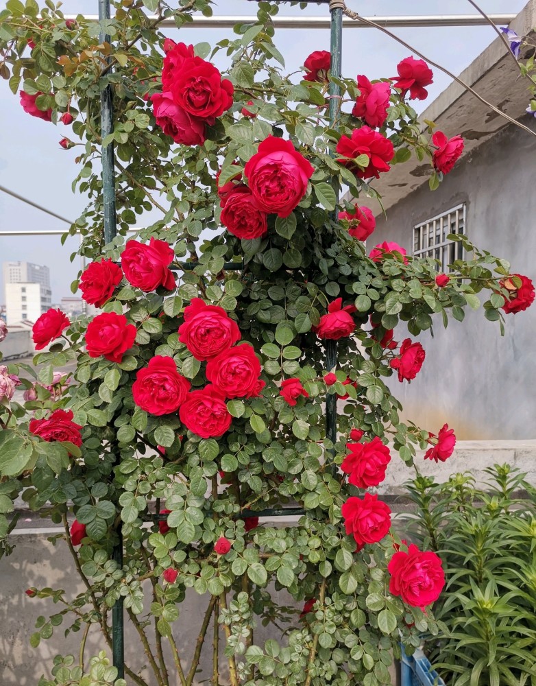 種植容易佛羅倫蒂娜是一款很皮實的藤本月季花,植株強壯,抗病能力很強