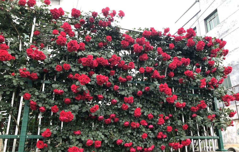 李子柒同款月季花墙—佛罗伦萨,长势超快,花量丰沛,三季开不停_腾讯