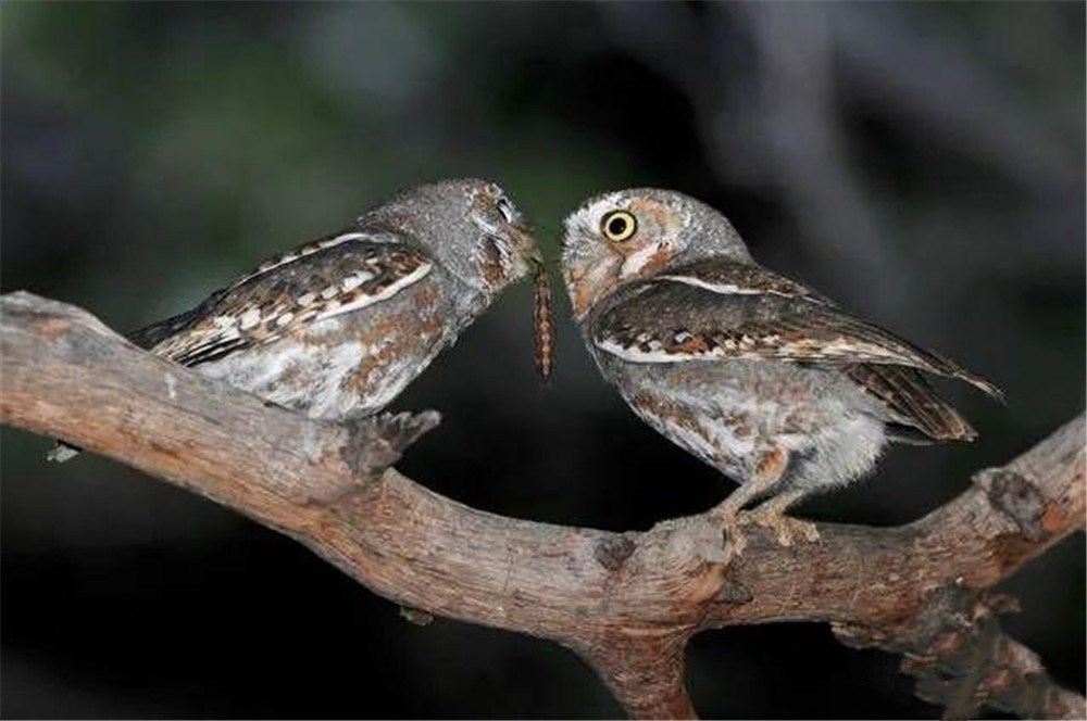 蝎子|沙漠里出现姬鸮，专吃蝎子，住啄木鸟的窝里，还让盲蛇来清洁巢穴