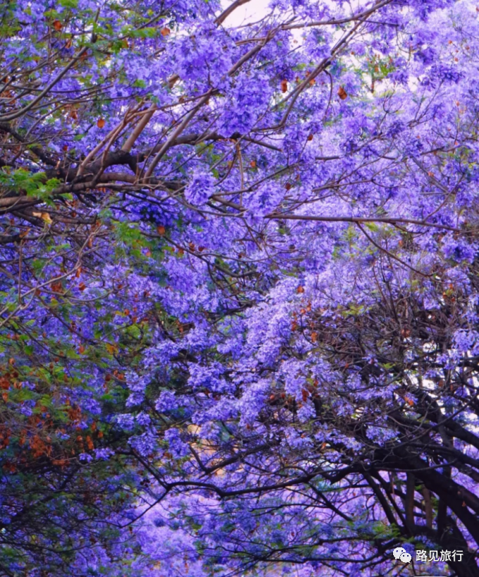 路見旅行|春日限定花海已開,待你而歸