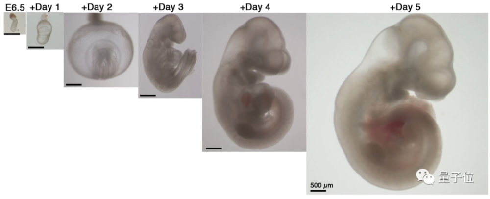 胚胎|科学家首次用机械子宫，让哺乳动物胚胎在体外存活6天丨Nature